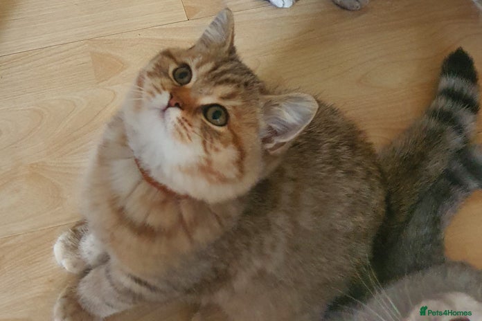 British Shorthair cats Adorable 2 Kittens Looking for Their Forever Homes in London - Advert 1