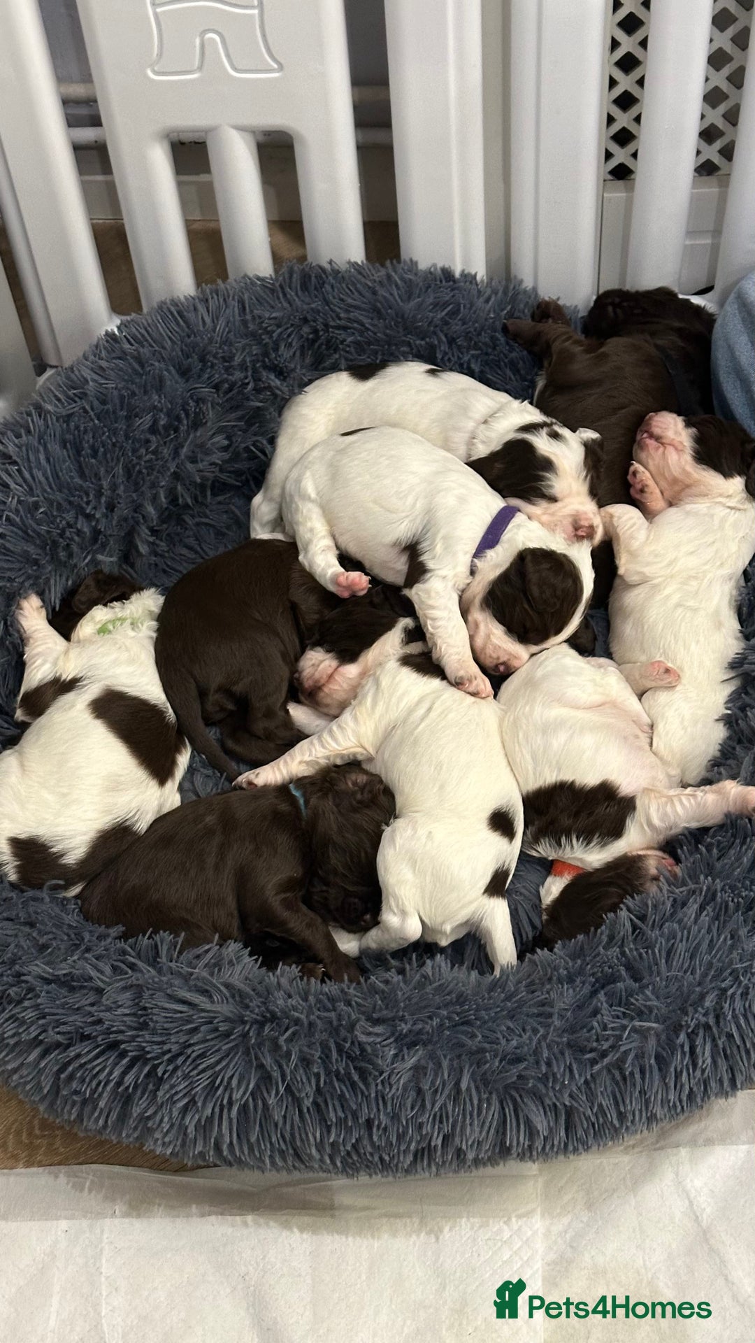 Sprocker dogs for sale: Sprocker Puppies - Advert 9