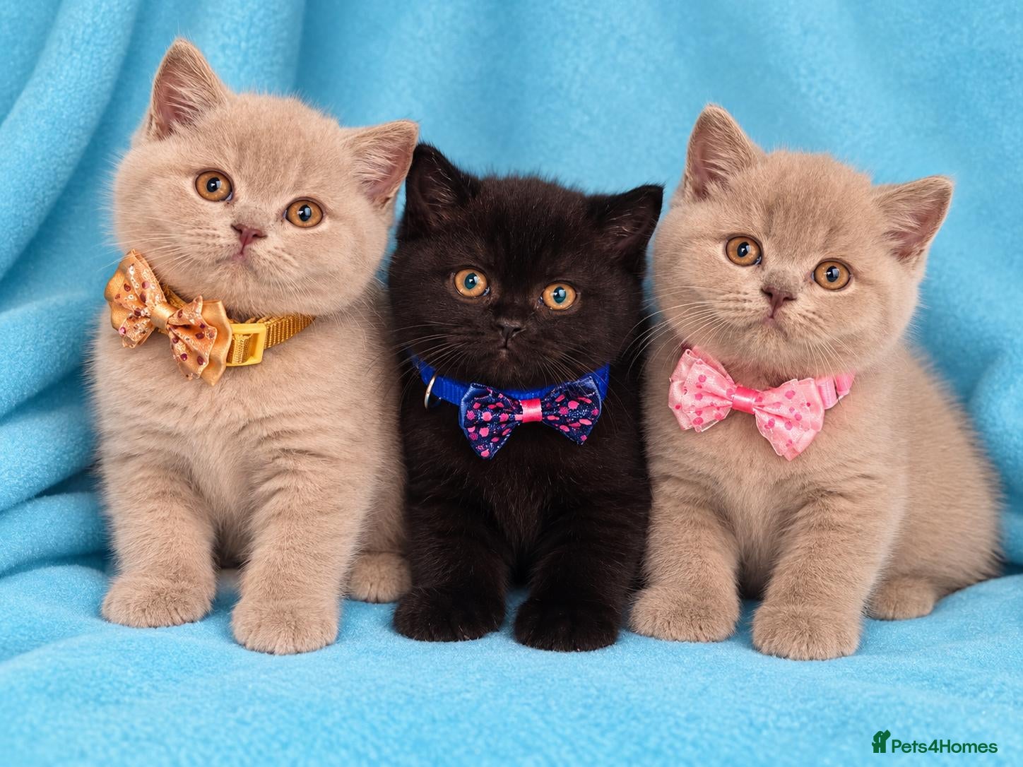British Shorthair cats British Shorthair kittens looking forever homes  - Advert 1