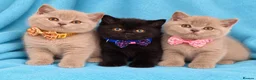 British Shorthair cats for sale: British Shorthair kittens looking forever homes  - Advert 1