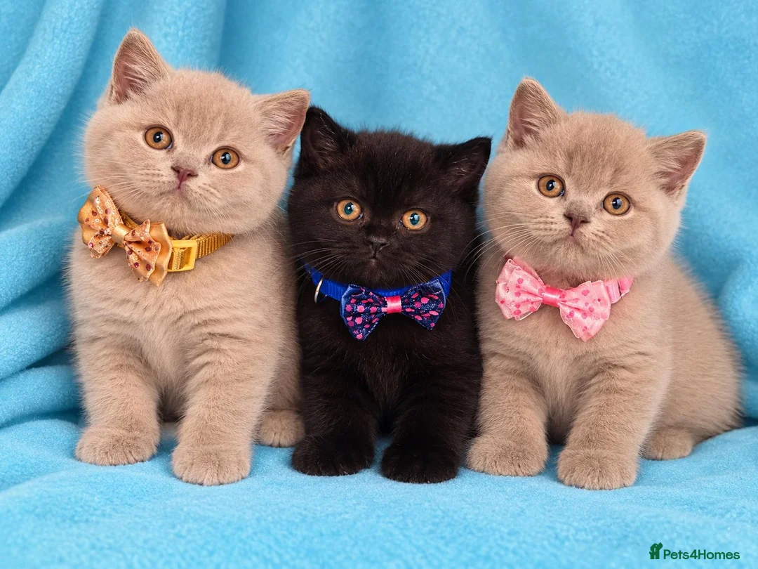 British Shorthair cats for sale: British Shorthair kittens looking forever homes  - Advert 1