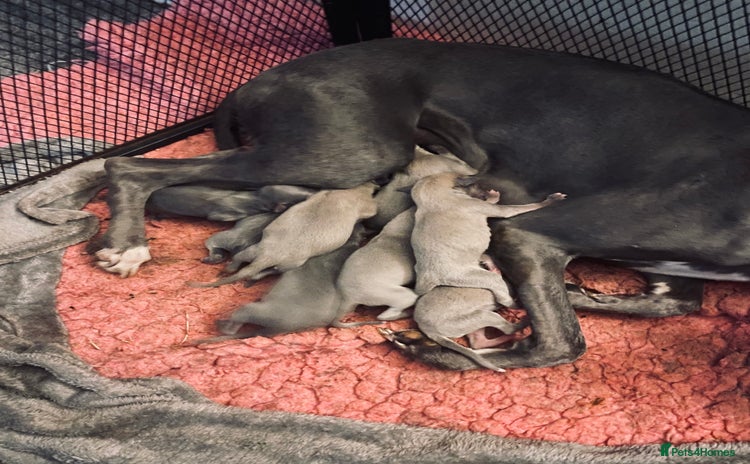 Whippet dogs - Advert 3