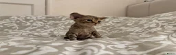 Devon Rex cats for sale: 2026 Devon Rex litters  - Advert 11