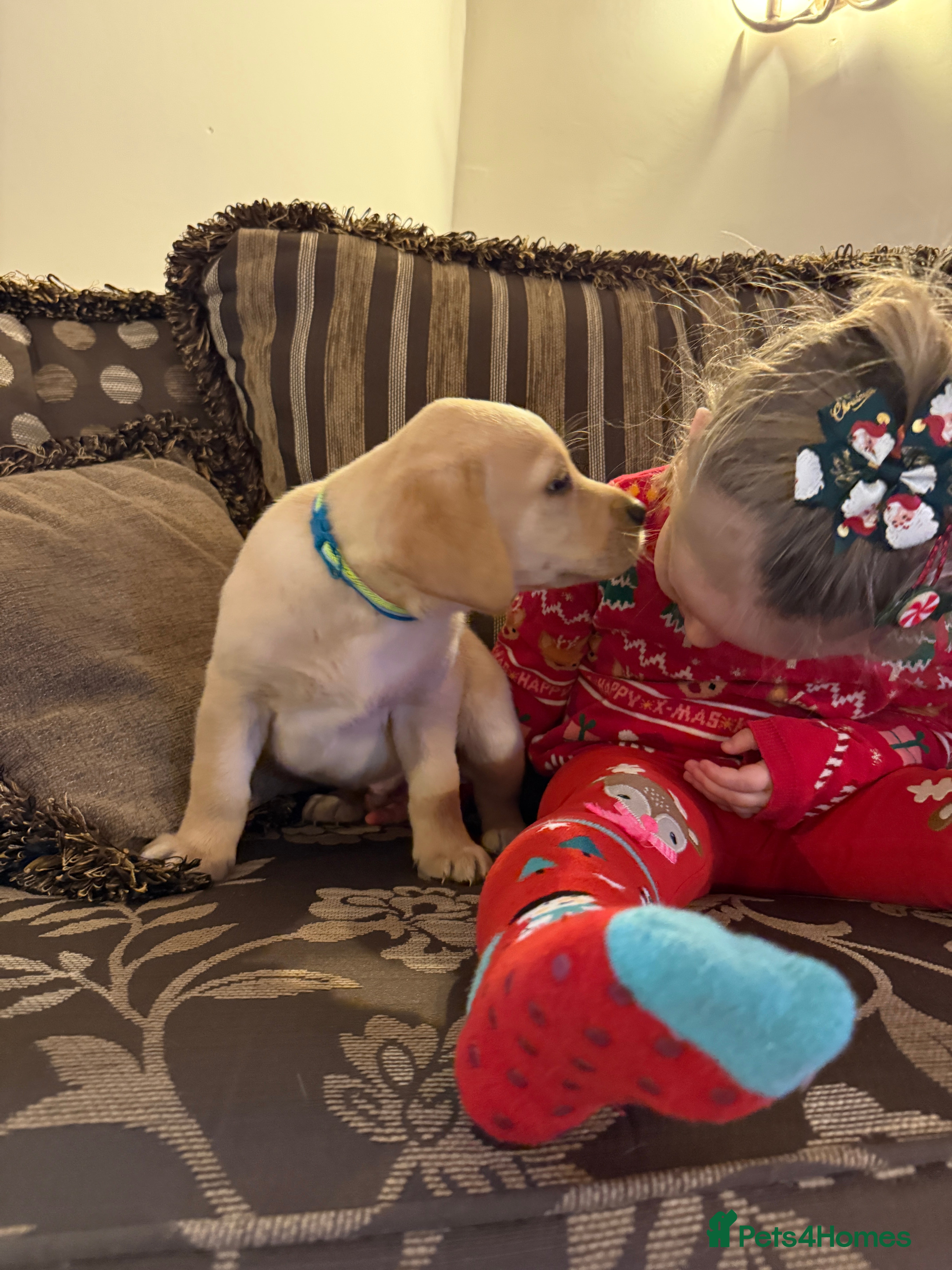 Labrador Retriever dogs Classic English show type Labrador puppies  - Advert 6