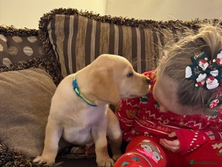 Labrador Retriever dogs Classic English show type Labrador puppies - Advert 6