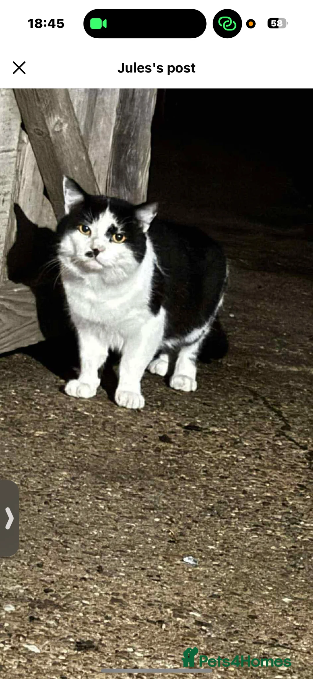 Domestic Shorthair cats for sale: Rescue cats- 60 in total, kittens/ adults🧡🙏 - Advert 2