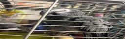 Parrots birds for sale: African grey - Advert 2