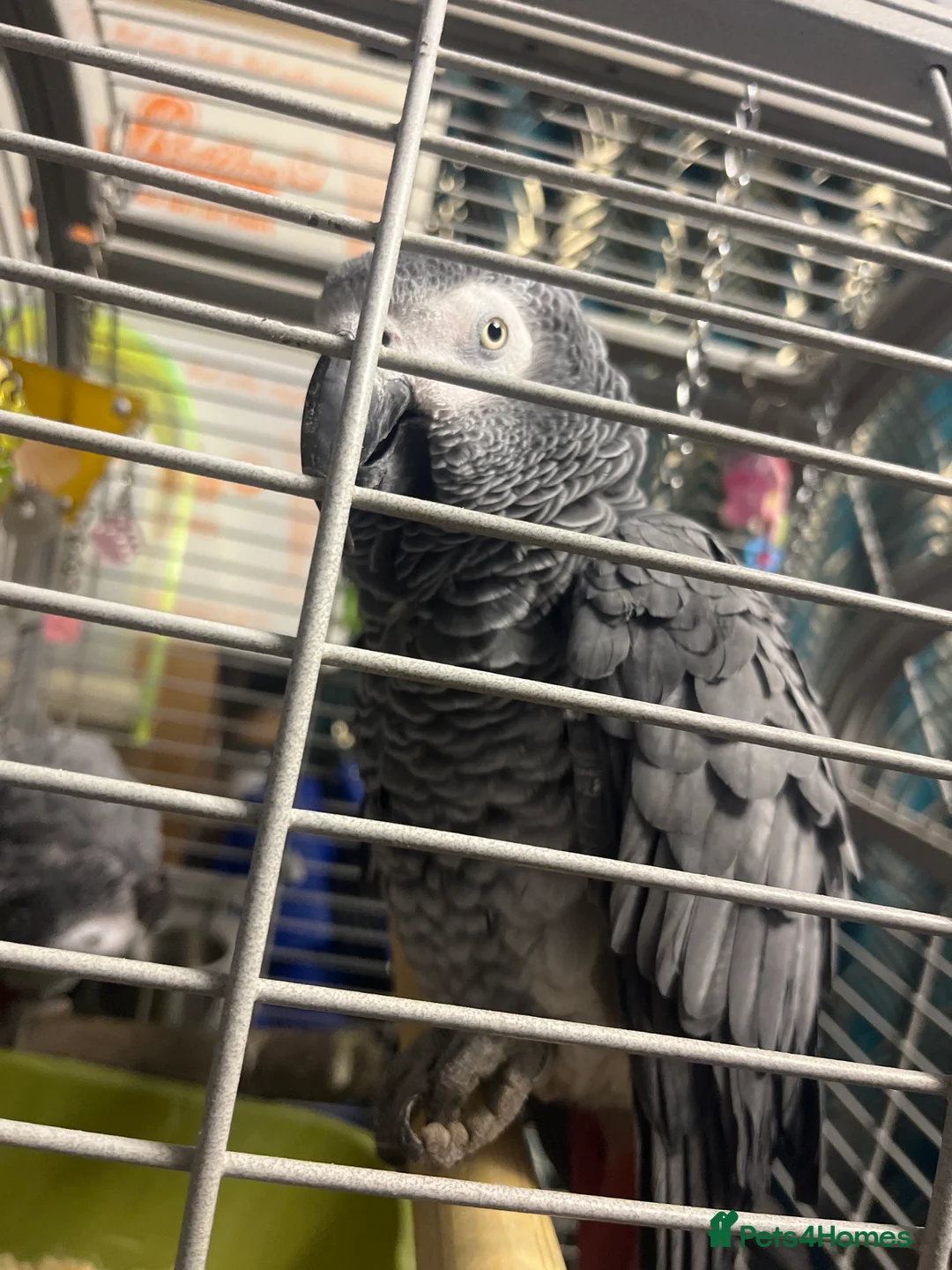 Parrots birds for sale: African grey - Advert 2