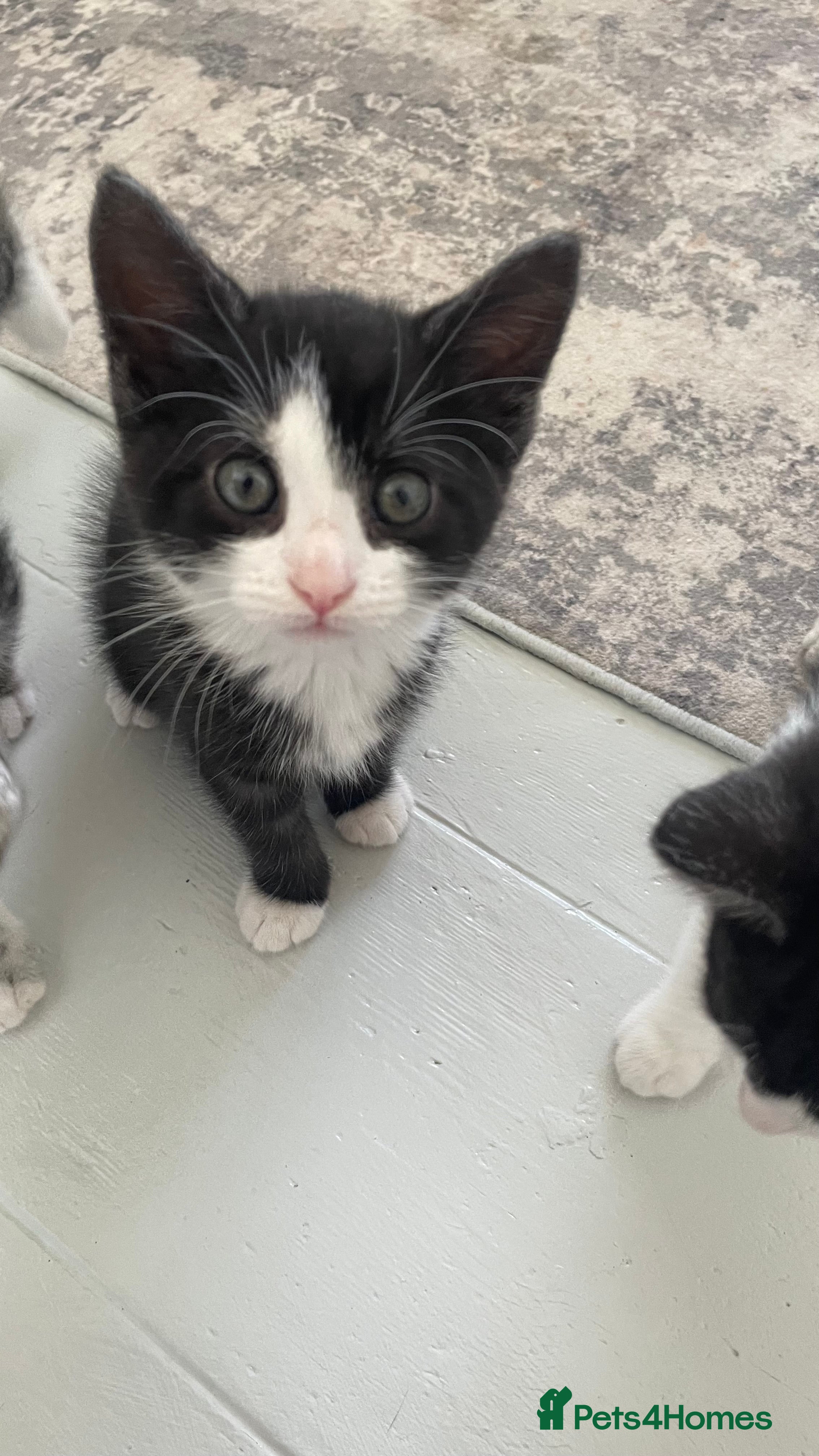 British Shorthair cats Kitten for sale  - Advert 17