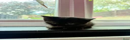 Mixed Breed cats for sale: 5 gorgeous little panthers  - Advert 6