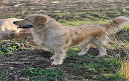 Labrador Retriever dogs for sale: 🐶 Last Beautiful Girl Available 🩷 - Image 6
