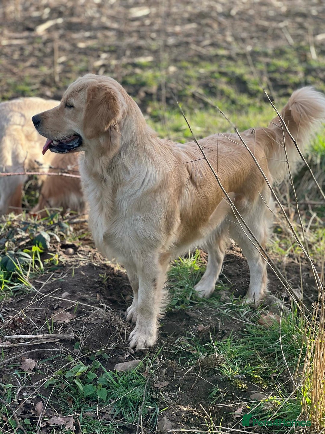 Labrador Retriever dogs for sale: 🐶 Last Beautiful Girl Available 🩷 - Image 6