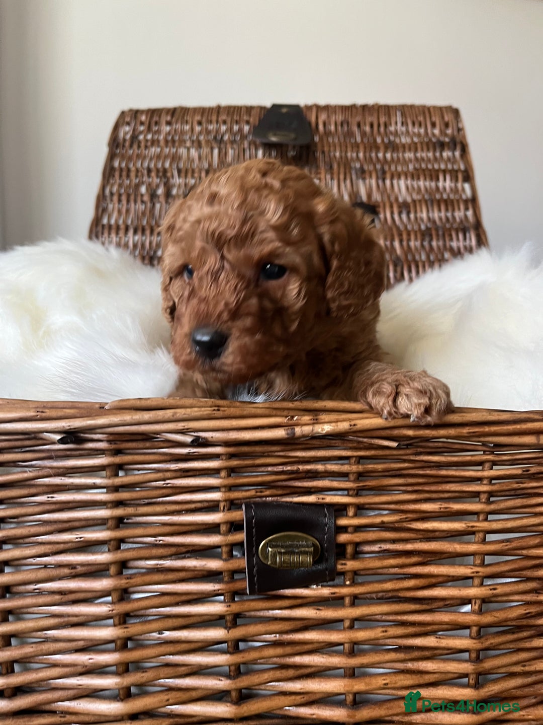 Toy Poodle dogs for sale: ***Stunning fox red Toy Poodle puppies*** - Advert 8