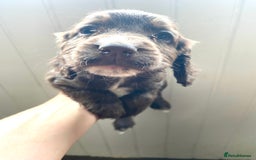 Cocker Spaniel dogs for sale: Exceptional working cocker spaniels  - Image 6