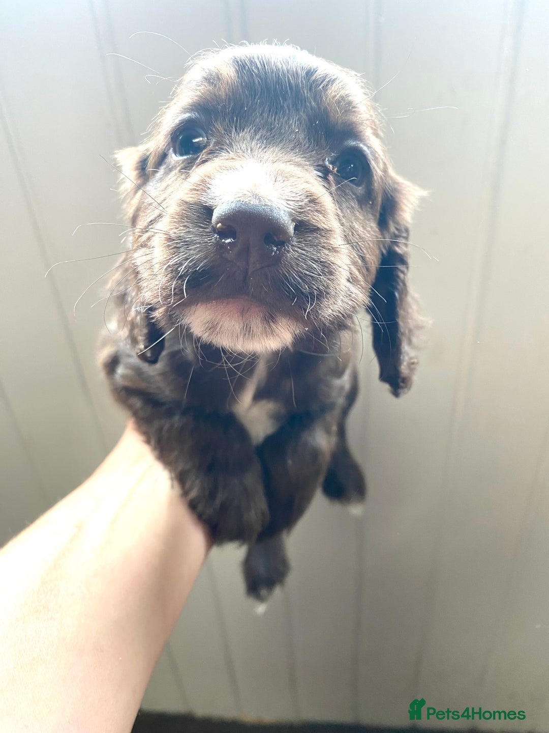 Cocker Spaniel dogs for sale: Exceptional working cocker spaniels  - Image 6