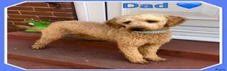 Mini Goldendoodle dogs for sale: 🐶 STUNNING F1 MINIATURE GOLDENDOODLES 🐶 - Advert 8