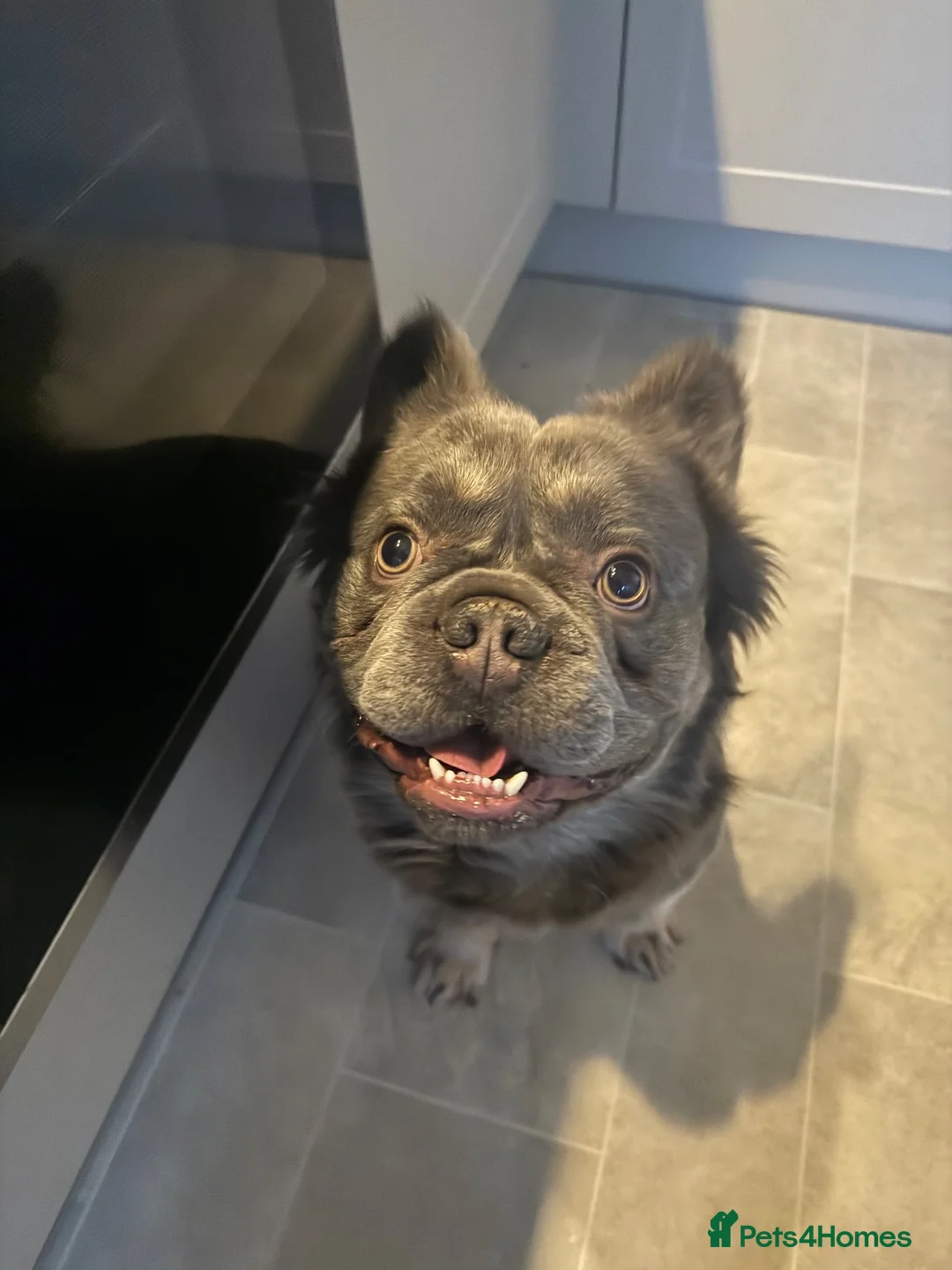 French Bulldog dogs for sale: Fluffy Frenchie Male in Livingston - Advert 1