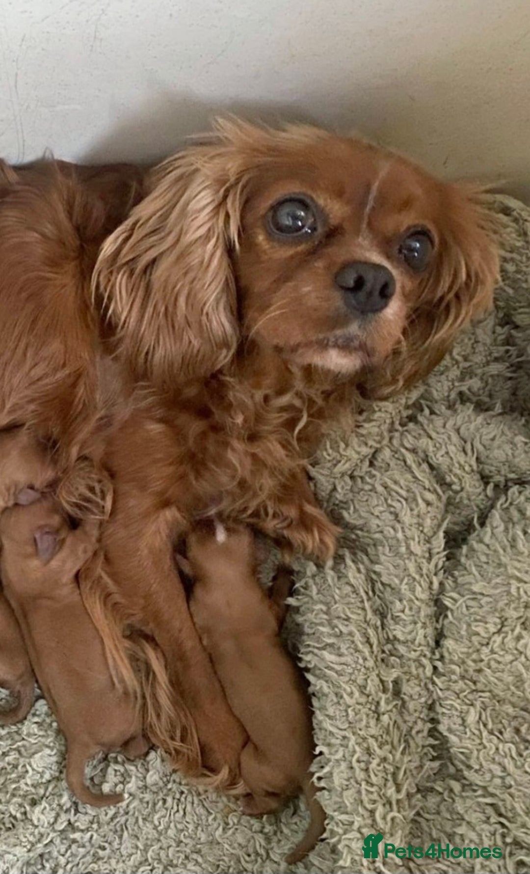 Cavapoo dogs for sale: Stunning Cavapoo Babies - ready this weekend - Image 36