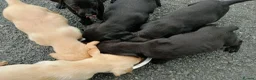 Labrador Retriever dogs for sale: pedigree Labrador puppys - Advert 9