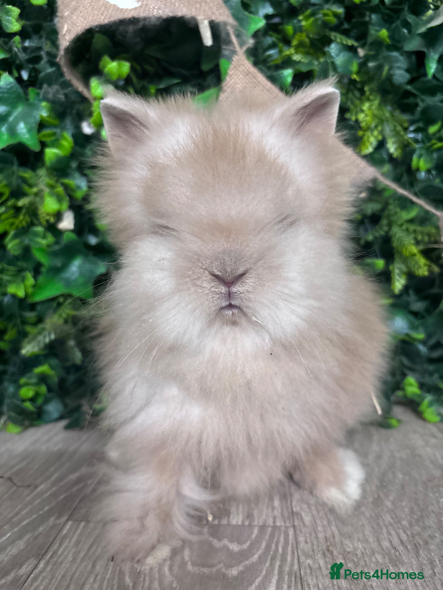 Lionhead rabbits BEAUTIFUL BABY LIONHEAD BUNNIES  - Advert 1