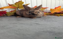 Rex rabbits for sale: Mini rex ready to reserve  - Image 5