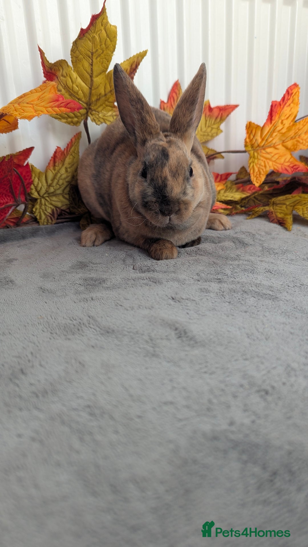 Rex rabbits for sale: Mini rex ready to reserve  - Image 5