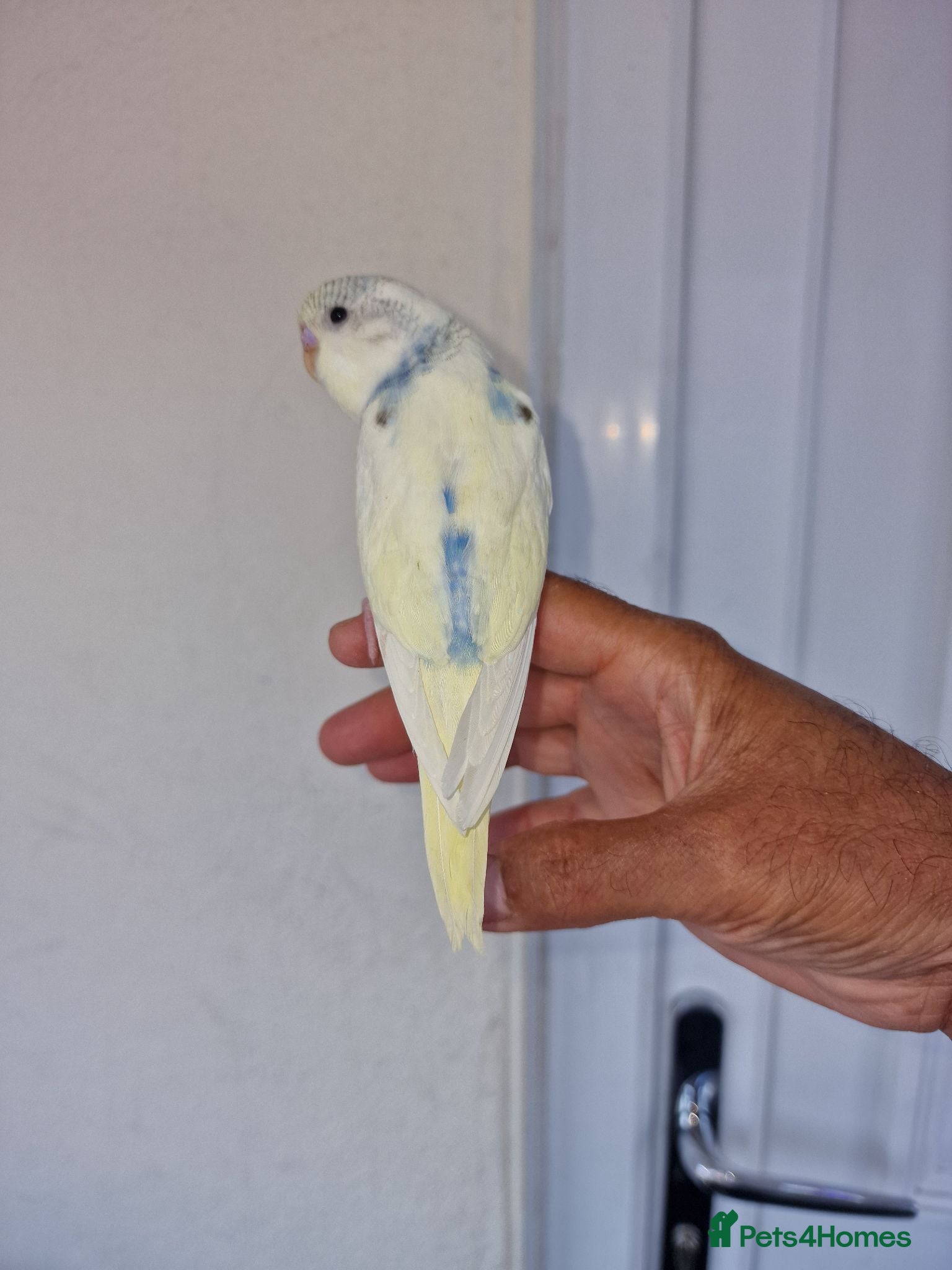 Budgerigars birds Super silly hand tamed baby budgies  - Advert 7