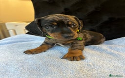 Dachshund dogs for sale: Beautiful silver dapple mini dachshund puppies! 🐾 - Image 1