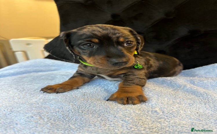 Dachshund dogs - Advert 1