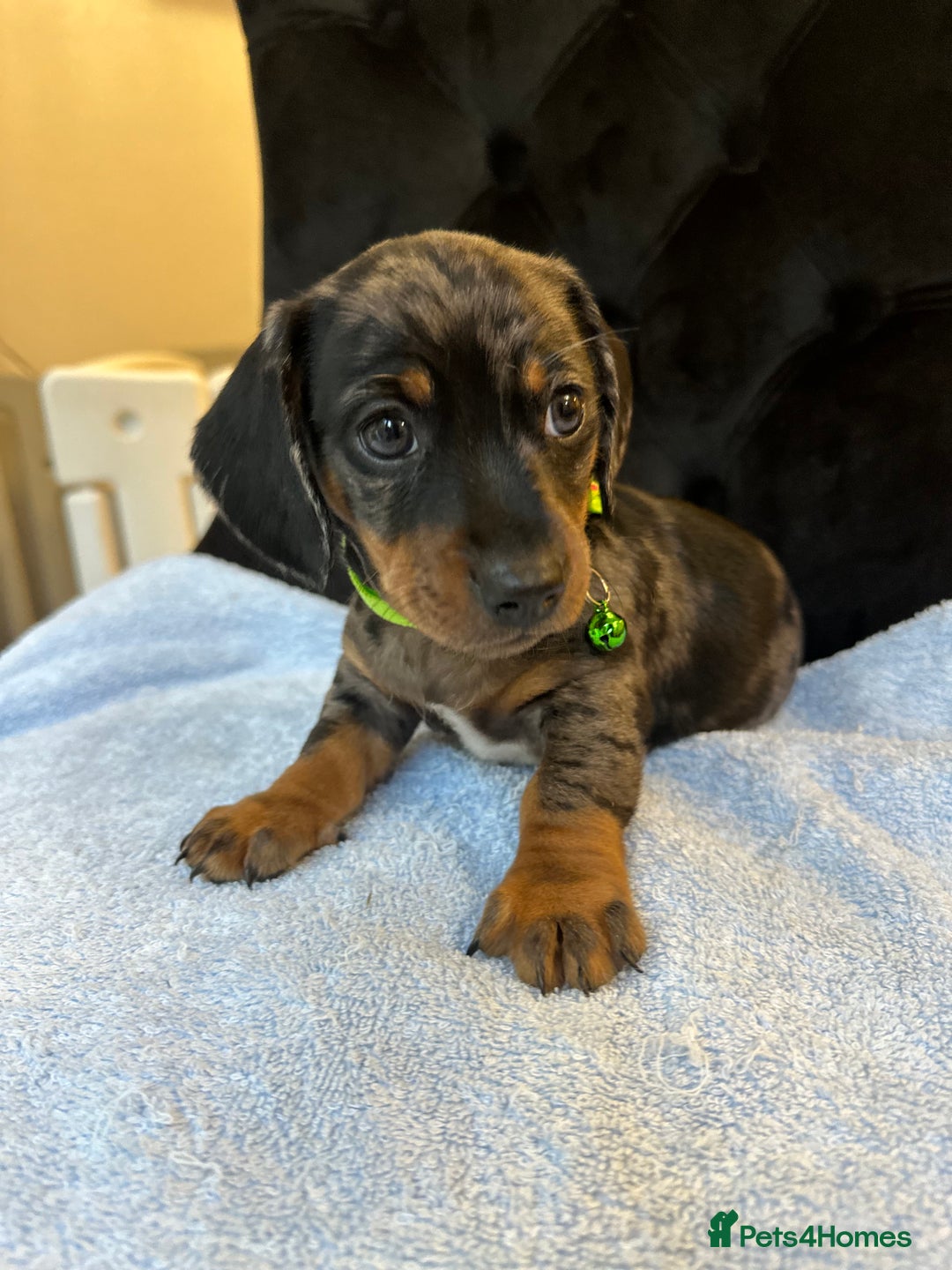 Dachshund dogs for sale: Beautiful silver dapple mini dachshund puppies! 🐾 - Image 1