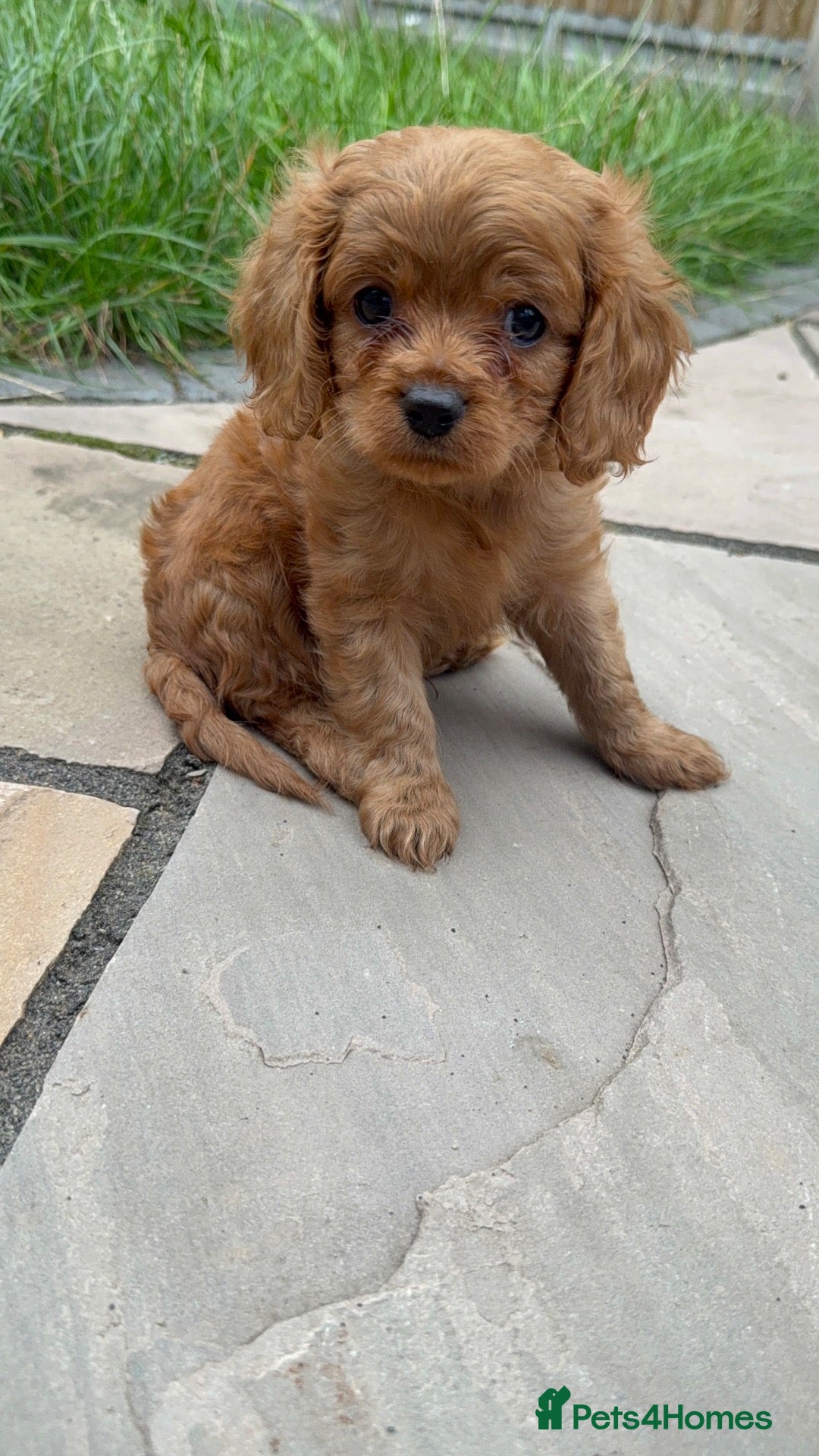 Cavapoo dogs 1 stunning red cavapoo girl - Advert 1