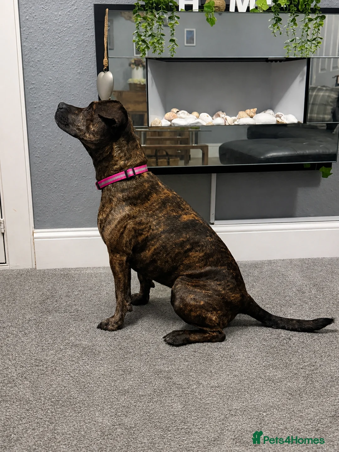 Cane Corso dogs for sale: cane Corsa cross staffy - Advert 8