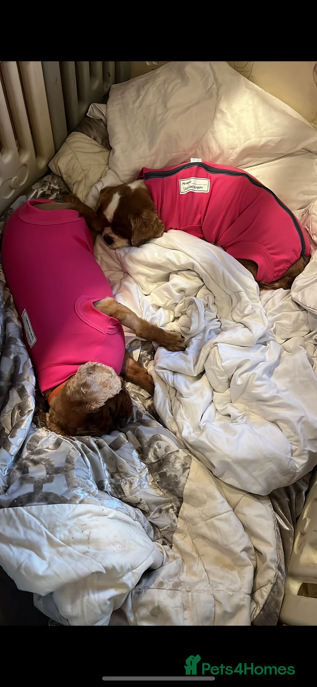 Cavalier King Charles Spaniel dogs for sale: 3 adult cavaliers (speyed)1 boy 2 girls  - Advert 10