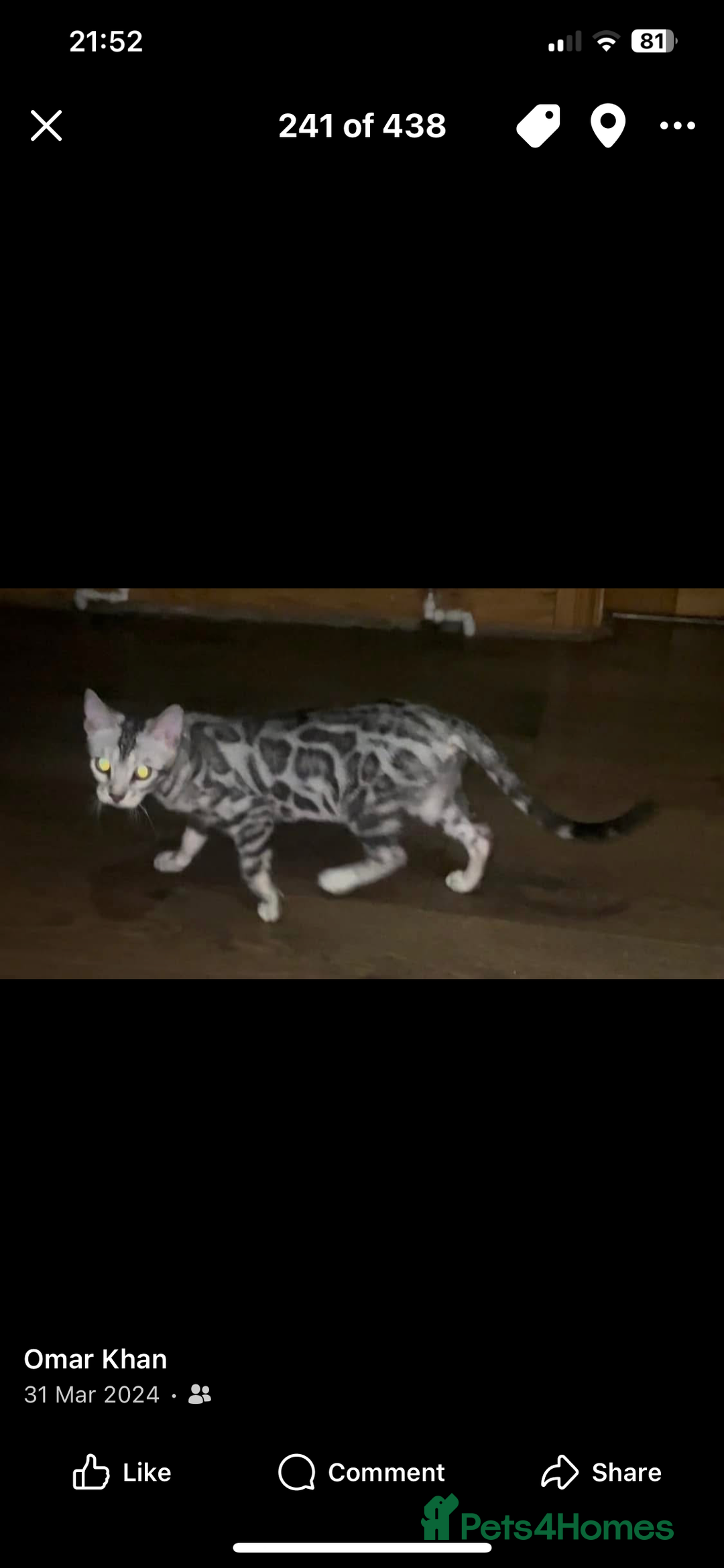 Bengal cats for sale: Male bengals for sale  - Advert 5