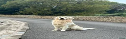 Golden Retriever dogs for stud: Golden retriever  - Advert 1