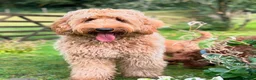 Australian Labradoodle dogs for sale: ✨WALA superior Australian labradoodle list✨  - Advert 7