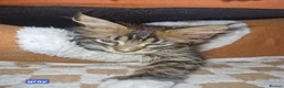 Maine Coon cats for sale: The last MaineCoon female and the last mix female. - Advert 12