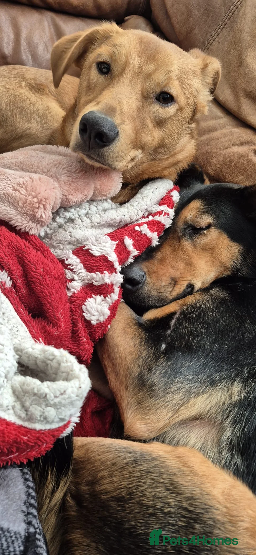 Mixed Breed dogs for adoption: 💙Archie💙10-month-old loving boy, upper-medium - Advert 10