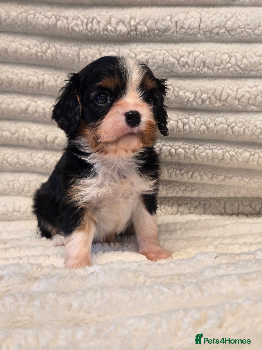 Cavalier King Charles Spaniel dogs for sale: KC Reg fully health tested parents cavvie pups  - Advert 6