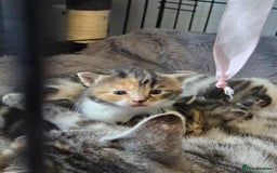 Mixed Breed cats for sale: Mixed colour tabby kittens - Image 1