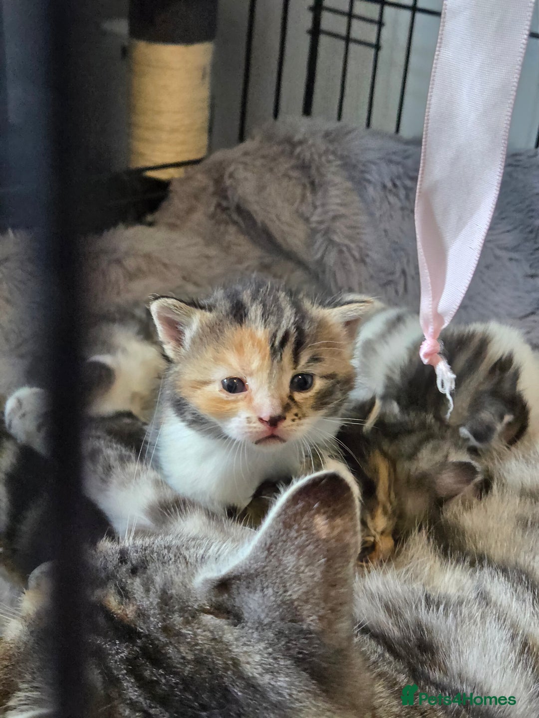 Mixed Breed cats for sale: Mixed colour tabby kittens - Image 1