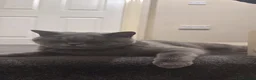 British Shorthair cats for sale: Grey British Shorthair Cat - Advert 4