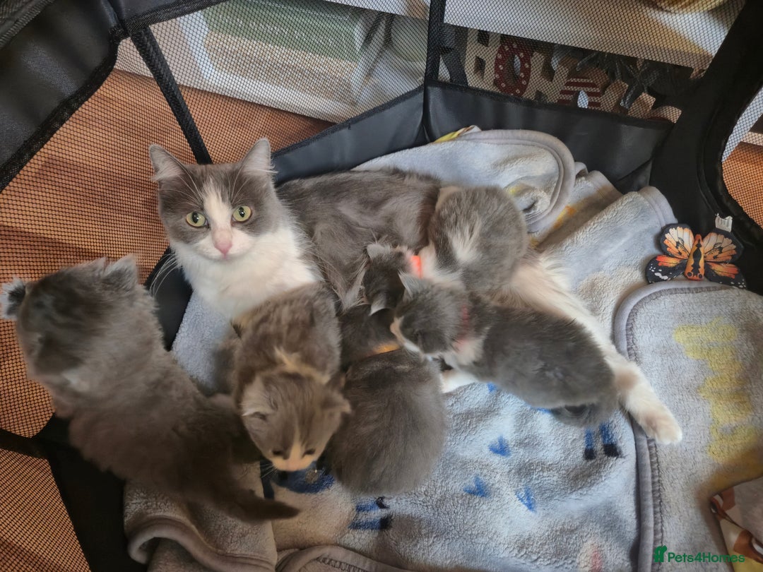 Mixed Breed cats for sale: Ragdoll x - Advert 14