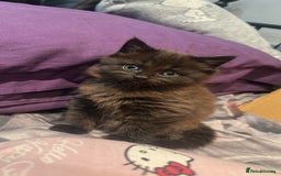 Mixed Breed cats for sale: Very Gorgeous Longhair  male kitten for sale  - Image 3