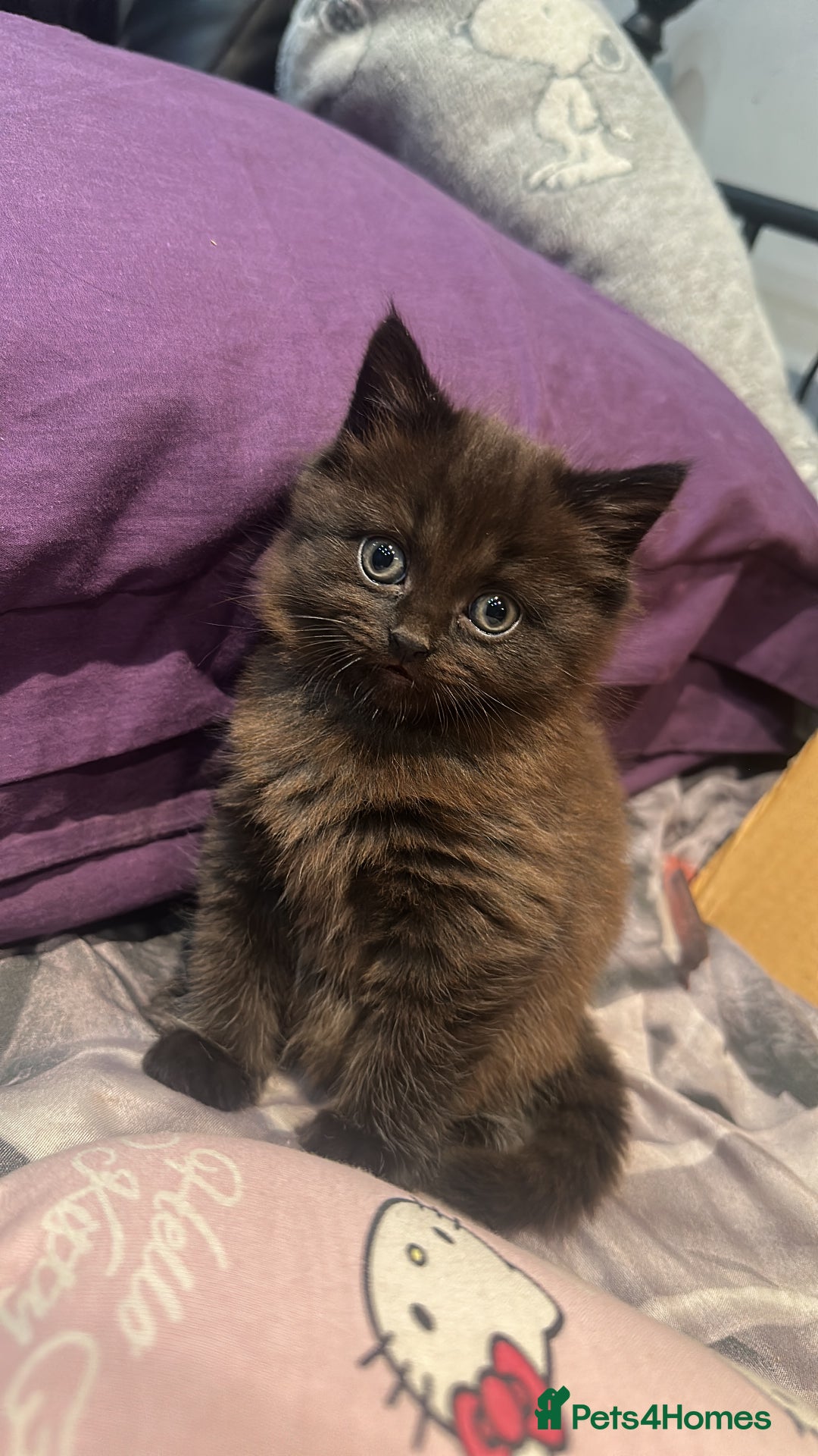 Mixed Breed cats for sale: Very Gorgeous Longhair  male kitten for sale  - Image 3