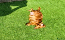 Miniature Dachshund dogs for sale: Ready to leave 🐾 beautiful long hair miniatures  - Image 16