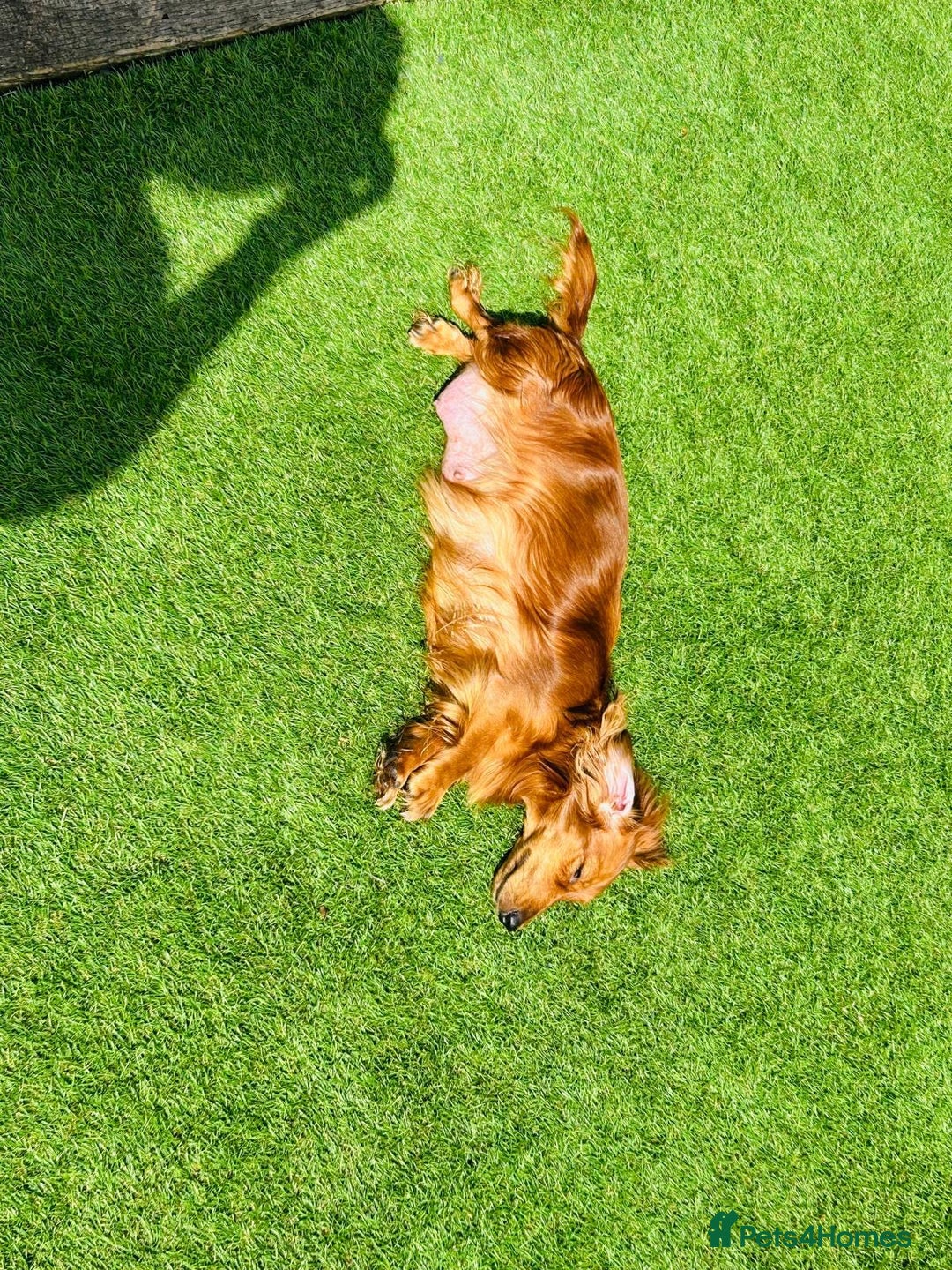 Miniature Dachshund dogs for sale: Ready to leave 🐾 beautiful long hair miniatures  - Image 16