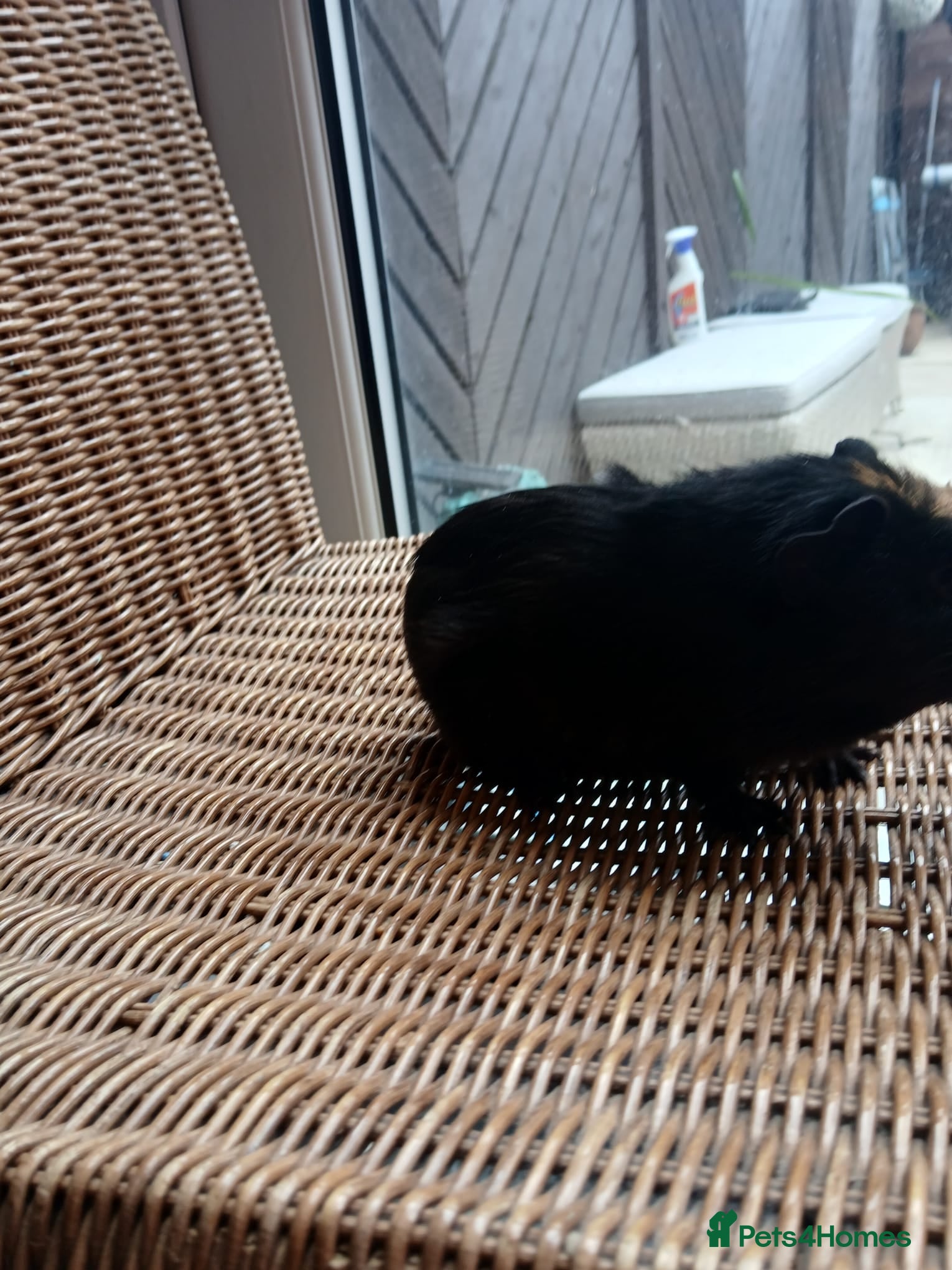 Guinea Pig rodents for sale: Guinea pigs for sale in York - Advert 7