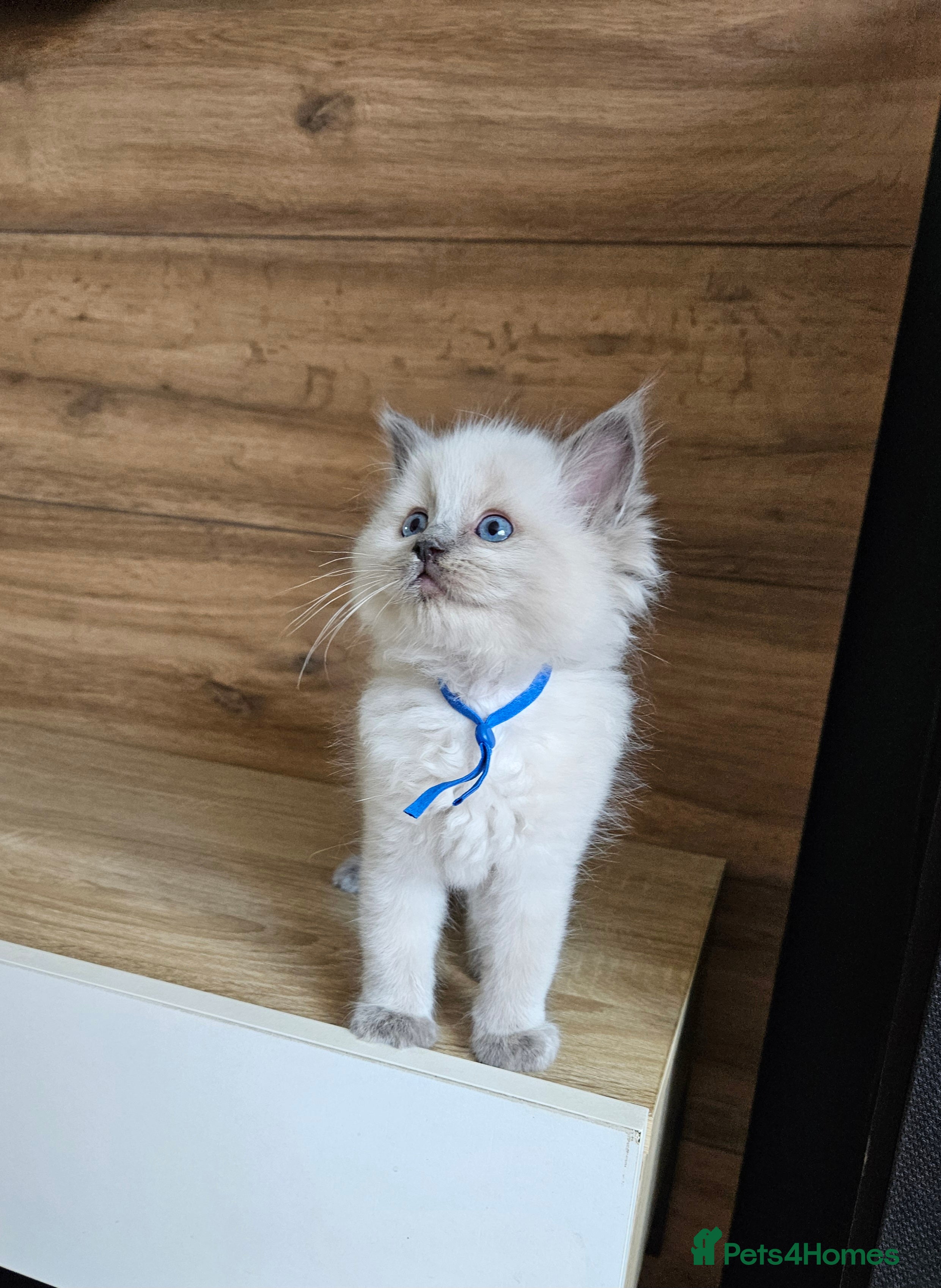 Ragdoll cats Raggymascot Catery Ragdolls - Advert 2