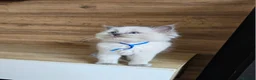 Ragdoll cats for sale: Raggymascot Catery Ragdolls - Advert 2